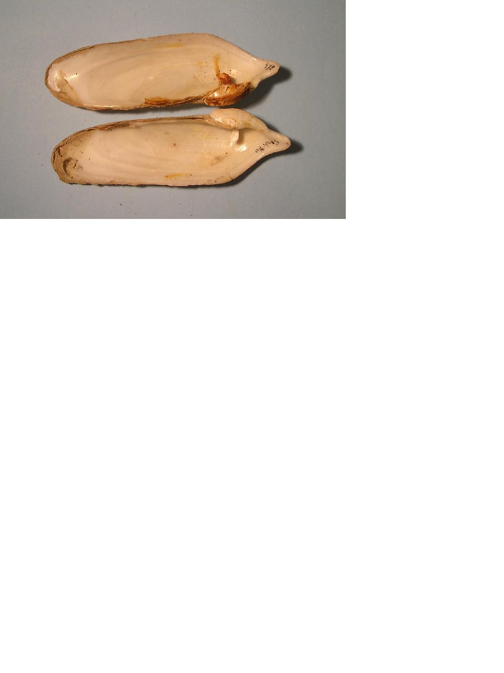 Pholas dactylus